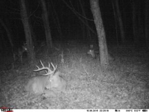Cell phone scouting cameras like the Covert Blackhawk allow you to get photos of deer without leaving human scent intrusion. Bedding areas are perfect for this. The camera texts or emails you photos as it takes them. 