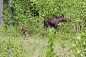 High wolf numbers are taking a huge toll on a struggling moose population. Unfortunately, emotion is trumping common sense in wolf management.
